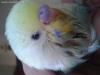  Alino